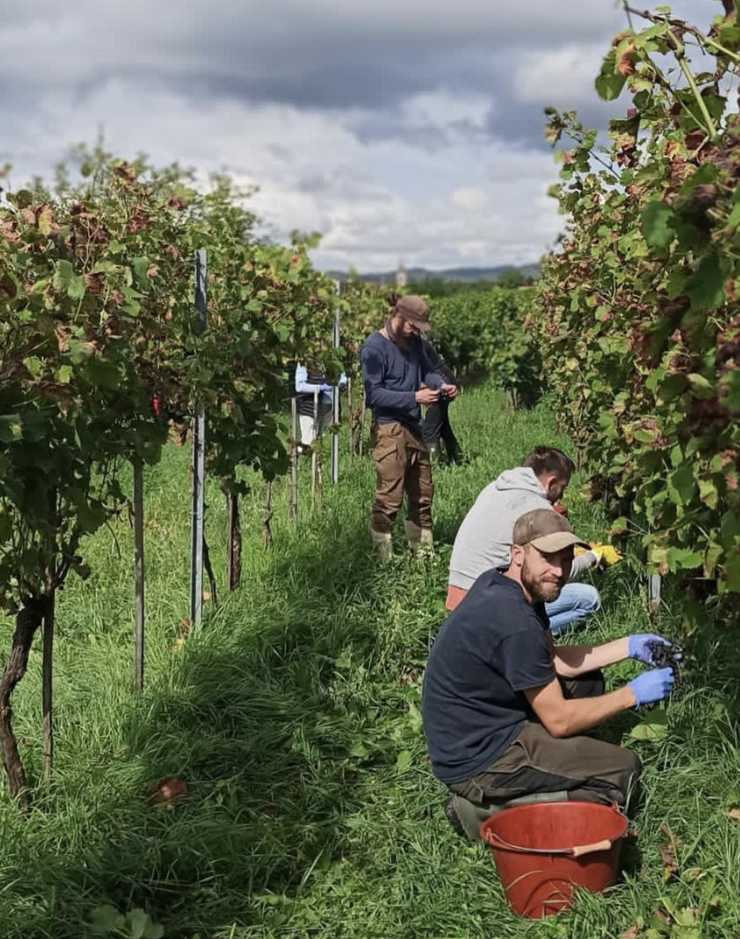 Grower vineyard rows healthy canopy, no herbicide strips
